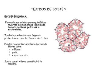 TEJIDOS DE SOSTÉN
ESCLERÉNQUIMA.
Formado por células parenquimáticas
muertas de membrana lignificada
llamadas células petrosas o
esclereidas.
También pueden formar órganos
protectores como la cáscara de frutos.
Pueden acompañar al xilema formando
fibras como:
 cáñamo.
 yute.
 esparto o pita.
Junto con el xilema constituirá la
madera.
 