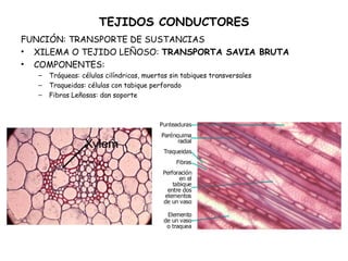 TEJIDOS CONDUCTORES
FUNCIÓN: TRANSPORTE DE SUSTANCIAS
• XILEMA O TEJIDO LEÑOSO: TRANSPORTA SAVIA BRUTA
• COMPONENTES:
– Tráqueas: células cilíndricas, muertas sin tabiques transversales
– Traqueidas: células con tabique perforado
– Fibras Leñosas: dan soporte
 