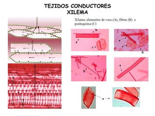 TEJIDOS CONDUCTORES
XILEMA
 