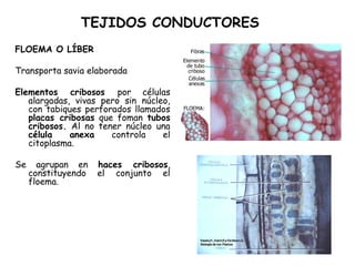 TEJIDOS CONDUCTORES
FLOEMA O LÍBER
Transporta savia elaborada
Elementos cribosos por células
alargadas, vivas pero sin núcleo,
con tabiques perforados llamados
placas cribosas que foman tubos
cribosos. Al no tener núcleo una
célula anexa controla el
citoplasma.
Se agrupan en haces cribosos,
constituyendo el conjunto el
floema.
 