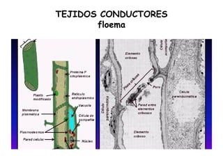 TEJIDOS CONDUCTORES
floema
 