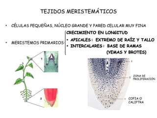 TEJIDOS MERISTEMÁTICOS
• CÉLULAS PEQUEÑAS, NÚCLEO GRANDE Y PARED CELULAR MUY FINA
• MERISTEMOS PRIMARIOS
COFIA O
CALIPTRA
ZONA DE
PROLIFERACIÓN
 