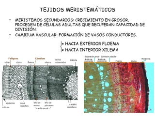 TEJIDOS MERISTEMÁTICOS
• MERISTEMOS SECUNDARIOS: CRECIMIENTO EN GROSOR,
PROCEDEN DE CÉLULAS ADULTAS QUE RECUPERAN CAPACIDAD DE
DIVISIÓN.
• CAMBIUM VASCULAR: FORMACIÓN DE VASOS CONDUCTORES.
• HACIA EXTERIOR FLOEMA
• HACIA INTERIOR XILEMA



 