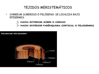 TEJIDOS MERISTEMÁTICOS
• CAMBIUM SUBEROSO O FELÓGENO: SE LOCALIZA BAJO
EPIDERMIS
 