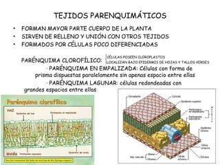 TEJIDOS PARENQUIMÁTICOS
• FORMAN MAYOR PARTE CUERPO DE LA PLANTA
• SIRVEN DE RELLENO Y UNIÓN CON OTROS TEJIDOS
• FORMADOS POR CÉLULAS POCO DIFERENCIADAS
PARÉNQUIMA CLOROFÍLICO:
· PARÉNQUIMA EN EMPALIZADA: Células con forma de
prisma dispuestas paralelamente sin apenas espacio entre ellas
· PARÉNQUIMA LAGUNAR: células redondeadas con
grandes espacios entre ellas
CÉLULAS POSEEN CLOROPLASTOS
LOCALIZAN BAJO EPIDERMIS DE HOJAS Y TALLOS VERDES




 