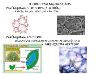TEJIDOS PARENQUIMÁTICOS
 