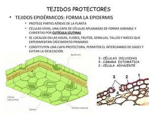 TEJIDOS PROTECTORES
• TEJIDOS EPIDÉRMICOS: FORMA LA EPIDERMIS
• PROTEGE PARTES AÉREAS DE LA PLANTA
• CÉLULAS VIVAS, UNA CAPA DE CÉLULAS APLANADAS DE FORMA VARIABLE Y
CUBIERTAS POR CUTÍCULA (CUTINA)
• SE LOCALIZA EN LAS HOJAS, FLORES, FRUTOS, SEMILLAS, TALLOS Y RAÍCES QUE
EXPERIMENTAN CRECIMIENTO PRIMARIO.
• CONSTITUYEN UNA CAPA PROTECTORA, PERMITEN EL INTERCAMBIO DE GASES Y
EVITAN LA DESECACIÓN.
3.- CÉLULAS OCLUSIVAS
4.- CÁMARA ESTOMÁTICA
2.- CÉLULA ADYACENTE
 