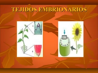 TEJIDOSTEJIDOS EMBRIONARIOSEMBRIONARIOS
 
