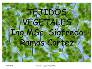 TEJIDOS
VEGETALES
Ing.MSc. Sigfredo
Ramos Cortez
16/03/2016 1Ciencias Agronómicas. UES
 