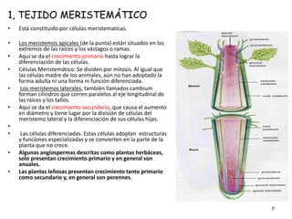 Tejidos vegetales | PPT