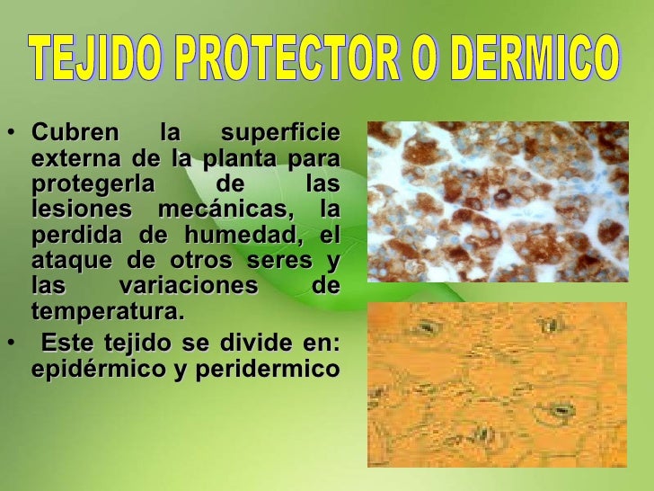 Tejidos vegetales1