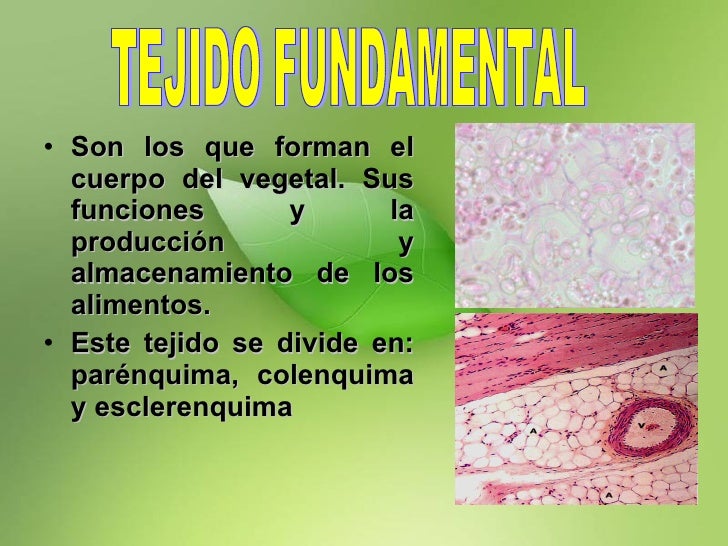 Resultado de imagen para TEJIDOS VEGETALES FUNDAMENTALES