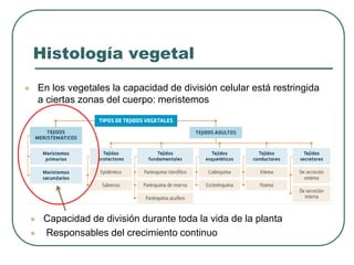Histología vegetal
⚫ En los vegetales la capacidad de división celular está restringida
a ciertas zonas del cuerpo: merist...