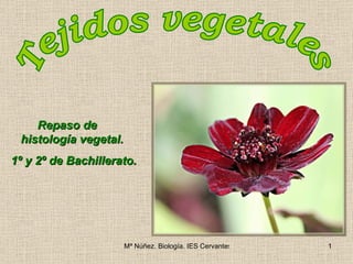 Tejidos vegetales Repaso de  Histología vegetal para 1º y 2º de Bachillerato.  