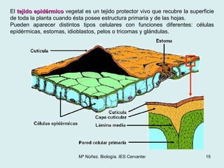 El  tejido epidérmico  vegetal es un tejido protector vivo que recubre la superficie de toda la planta cuando ésta posee e...