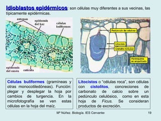 Idioblastos epidérmicos : son células muy diferentes a sus vecinas, las típicamente epidérmicas.  Células buliformes  (gra...
