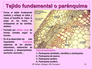 Tejido fundamental o parénquima <ul><li>Forma el tejido fundamental (médula y corteza) en tallos y raíces, el mesófilo en ...