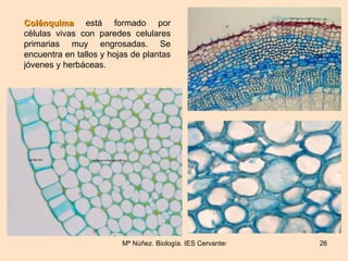 Colénquima  está formado por células vivas con paredes celulares primarias muy engrosadas. Se encuentra en tallos y hojas ...