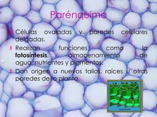 Parénquima
‡ Células ovaladas y paredes celulares
  delgadas.
‡ Realizan      funciones       como      la
  fotosíntesis,     almacenamiento       de
  agua, nutrientes y pigmentos.
‡ Dan origen a nuevos tallos, raíces u otras
  paredes de la planta.
 