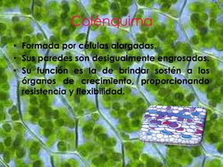 Colénquima
• Formada por células alargadas.
• Sus paredes son desigualmente engrosadas.
• Su función es la de brindar sostén a los
  órganos de crecimiento, proporcionando
  resistencia y flexibilidad.
 