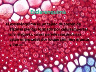 Esclerenquima
El esclerénquima es un tejido de sostén de
  algunas plantas formado por célulasmuertas
  a la madurez, cuyas paredes secundarias
  están engrosadas por lo que son muy gruesas
  y duras.
 