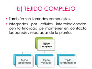 b) TEJIDO COMPLEJO
 También son llamados compuestos.
 Integradas por células interrelacionadas
  con la finalidad de mantener en contacto
  las paredes separadas de la planta.

                    Tejido
                   complejo




        Tejido      Tejido       Tejido
      epidérmico   Vascular   fundamental
 