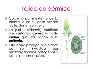 Tejido epidérmico
⁞Cubre la parte externa de la
 planta, o en su caso separa
 los tejidos en su interior.
⁞La piel (epidermis) contiene
 una sustancia cerosa llamada
 cutina que da origen a la
 cutícula.
⁞Esta capa protege a la planta
 de       ser    invadida    por
 microorganismos patógenos y
 contra la desecación.
 