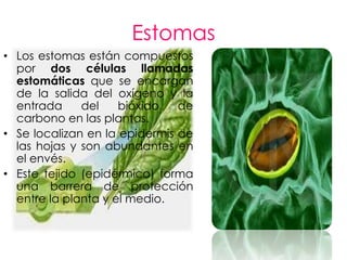 Estomas
• Los estomas están compuestos
  por dos células llamadas
  estomáticas que se encargan
  de la salida del oxígeno y la
  entrada     del    bióxido   de
  carbono en las plantas.
• Se localizan en la epidermis de
  las hojas y son abundantes en
  el envés.
• Este tejido (epidérmico) forma
  una barrera de protección
  entre la planta y el medio.
 