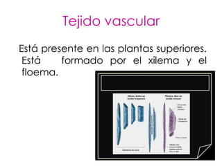 Tejido vascular
Está presente en las plantas superiores.
 Está    formado por el xilema y el
 floema.
 