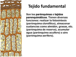 Tejido fundamental
Son los parénquimas o tejidos
parenquimáticos. Tienen diversas
funciones: realizar la fotosíntesis
(parénquima clorofílico), almacenar
sustancias como almidón, grasas, etc.
(parénquima de reserva), acumular
agua (parénquima acuífero) o aire
(parénquima aerífero).
 