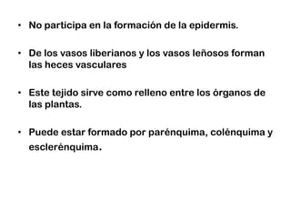 • No participa en la formación de la epidermis.

• De los vasos liberianos y los vasos leñosos forman
  las heces vasculares

• Este tejido sirve como relleno entre los órganos de
  las plantas.

• Puede estar formado por parénquima, colénquima y
  esclerénquima.
 