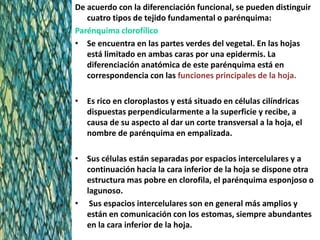 De acuerdo con la diferenciación funcional, se pueden distinguir
   cuatro tipos de tejido fundamental o parénquima:
Parénquima clorofílico
• Se encuentra en las partes verdes del vegetal. En las hojas
   está limitado en ambas caras por una epidermis. La
   diferenciación anatómica de este parénquima está en
   correspondencia con las funciones principales de la hoja.

• Es rico en cloroplastos y está situado en células cilíndricas
  dispuestas perpendicularmente a la superficie y recibe, a
  causa de su aspecto al dar un corte transversal a la hoja, el
  nombre de parénquima en empalizada.

• Sus células están separadas por espacios intercelulares y a
  continuación hacia la cara inferior de la hoja se dispone otra
  estructura mas pobre en clorofila, el parénquima esponjoso o
  lagunoso.
• Sus espacios intercelulares son en general más amplios y
  están en comunicación con los estomas, siempre abundantes
  en la cara inferior de la hoja.
 