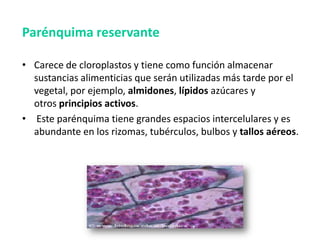 Parénquima reservante

• Carece de cloroplastos y tiene como función almacenar
  sustancias alimenticias que serán utilizadas más tarde por el
  vegetal, por ejemplo, almidones, lípidos azúcares y
  otros principios activos.
• Este parénquima tiene grandes espacios intercelulares y es
  abundante en los rizomas, tubérculos, bulbos y tallos aéreos.
 