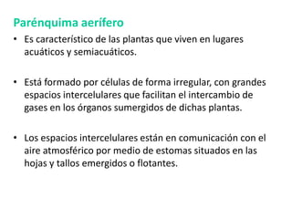 Parénquima aerífero
• Es característico de las plantas que viven en lugares
  acuáticos y semiacuáticos.

• Está formado por células de forma irregular, con grandes
  espacios intercelulares que facilitan el intercambio de
  gases en los órganos sumergidos de dichas plantas.

• Los espacios intercelulares están en comunicación con el
  aire atmosférico por medio de estomas situados en las
  hojas y tallos emergidos o flotantes.
 