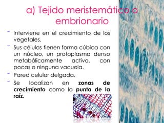 a) Tejido meristemático o
              embrionario
︣ Interviene en el crecimiento de los
  vegetales.
︣ Sus células tienen forma cúbica con
  un núcleo, un protoplasma denso
  metabólicamente        activo,  con
  pocas o ninguna vacuola.
︣ Pared celular delgada.
︣ Se     localizan   en    zonas   de
  crecimiento como la punta de la
  raíz.
 