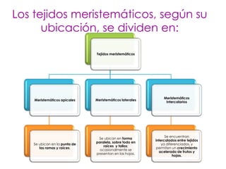 Los tejidos meristemáticos, según su
      ubicación, se dividen en:

                              Tejidos meristemáticos




                                                              Meristemáticos
    Meristemáticos apicales   Meristemáticos laterales
                                                               intercalarios




                                                               Se encuentran
                               Se ubican en forma
                                                         intercalados entre tejidos
                              paralela, sobre todo en
   Se ubican en la punta de                                  ya diferenciados, y
                                  raíces y tallos;
      las ramas y raíces.                                 permiten un crecimiento
                                ocasionalmente se
                                                           acelerado de frutos y
                              presentan en las hojas.
                                                                    hojas.
 