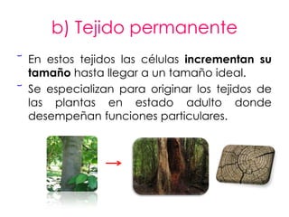 b) Tejido permanente
︣ En estos tejidos las células incrementan su
  tamaño hasta llegar a un tamaño ideal.
︣ Se especializan para originar los tejidos de
  las plantas en estado adulto donde
  desempeñan funciones particulares.
 