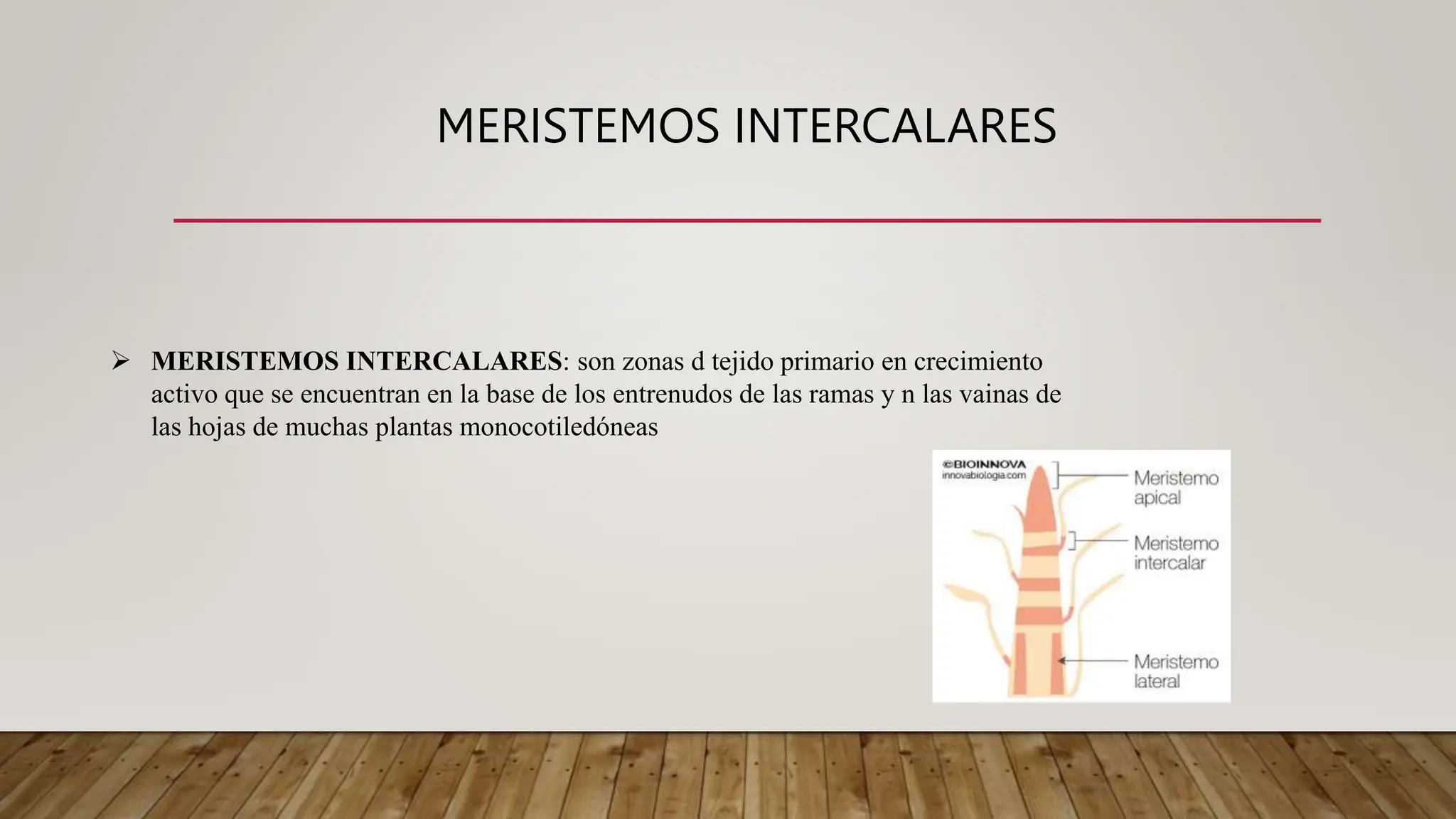 Tejidos vegetales ppt clasificación y características de los tejidos ...