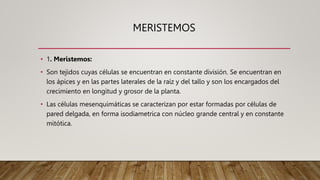 Tejidos vegetales ppt clasificación y características de los tejidos ...