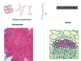 ESCLERÉNQUIMA




Células (esclereidas)
                             Fibras
Esclereidas
 