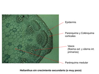 Epidermis



                                    Parenquima y Colénquima
                                    corticales



                                      Vasos
                                      (floema ext. y xilema int.
                                      primarios)



                                    Parénquima medular


Helianthus sin crecimiento secundario (o muy poco)
 