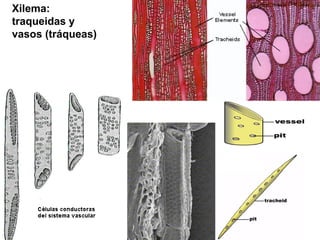 Xilema:
traqueidas y
vasos (tráqueas)
 