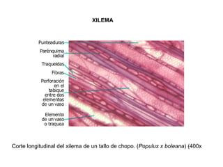 XILEMA




Corte longitudinal del xilema de un tallo de chopo. (Populus x boleana) (400x
 