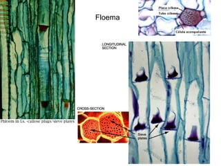 Floema
 