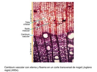 Cambium vascular con xilema y floema en un corte transversal de nogal (Juglans
regia) (400x).
 
