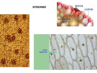 EPIDERMIS
 