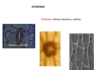 EPIDERMIS




      Estomas: células oclusivas y ostiolos
 