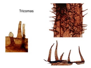 Tricomas
 
