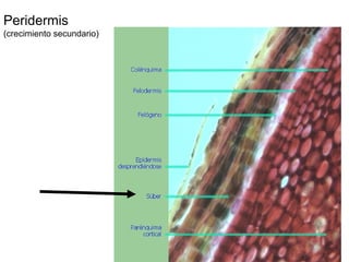 Peridermis
(crecimiento secundario)
 