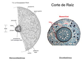Corte de Raíz




Monocotiledónea       Dicotiledónea
 